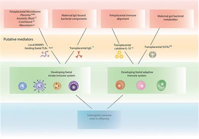 The Maternal Diet, Gut Bacteria, and Bacterial Metabolites during Pregnancy Influence Offspring Asthma